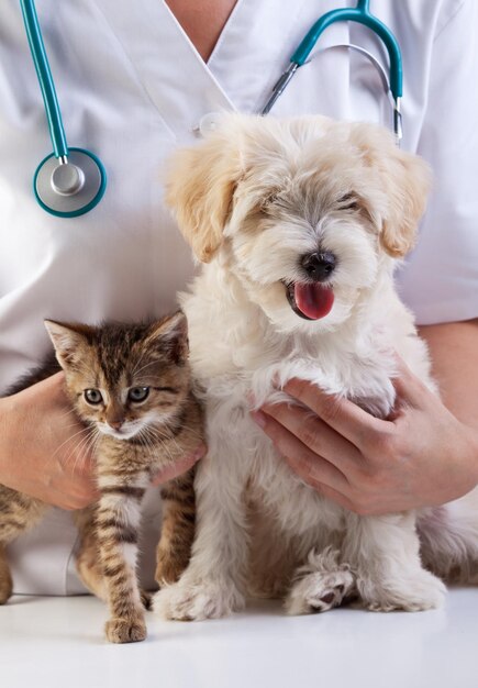 Perrito y gato en el chequeo veterinario