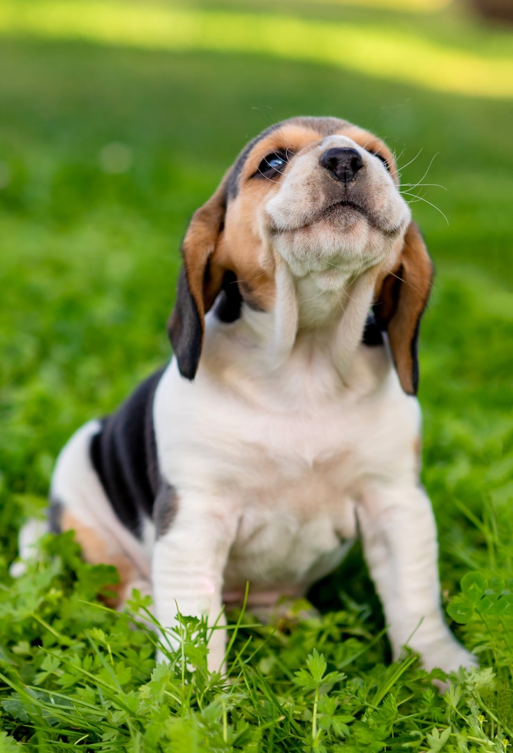 Foto perrito hermoso del beagle en la hierba verde