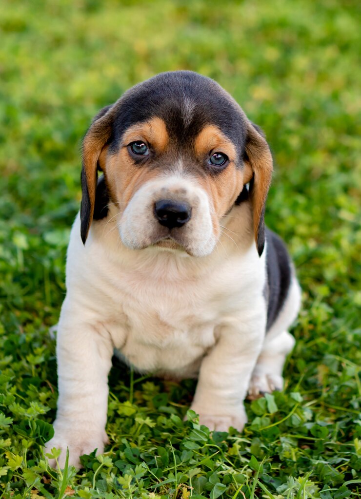Foto perrito hermoso del beagle en la hierba verde