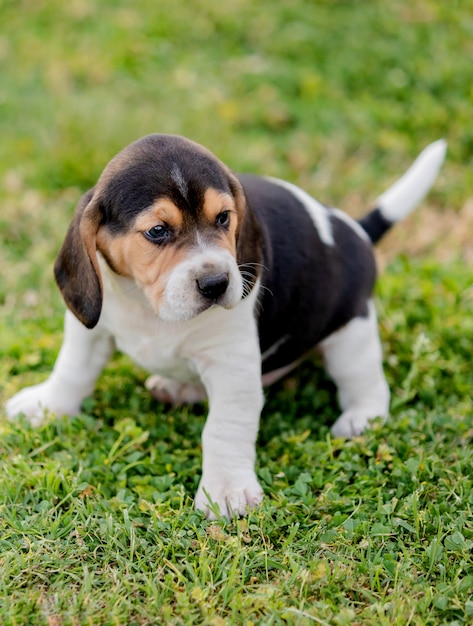 Perrito hermoso del beagle en la hierba verde