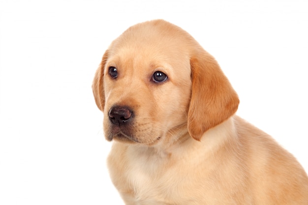 Perrito hermoso del perro perdiguero de Labrador aislado en el fondo blanco