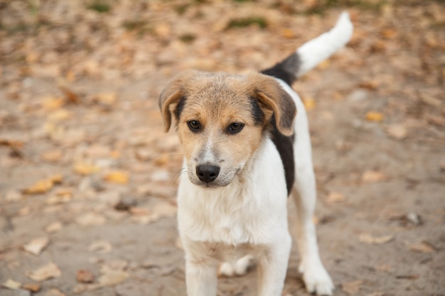 Perrito sin hogar mirando algo en la carretera en el bosque en otoño.