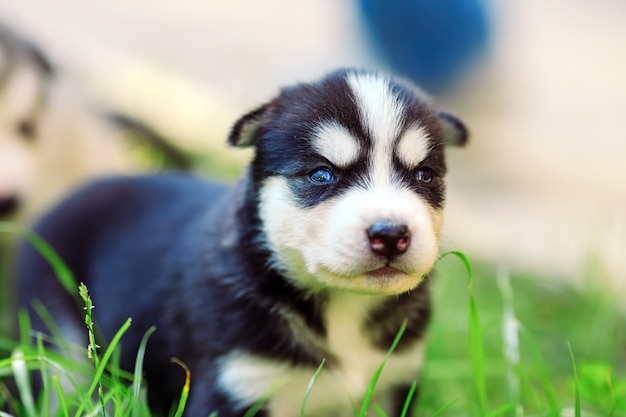 Perrito del husky siberiano en hierba verde.