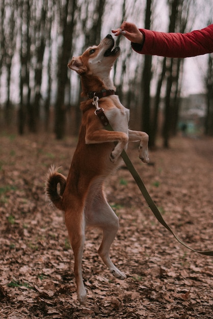 Foto perrito de jengibre en el bosque