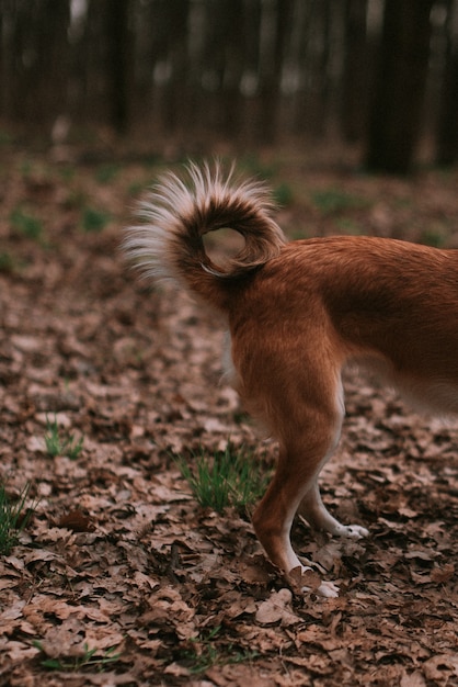 Foto perrito de jengibre en el bosque