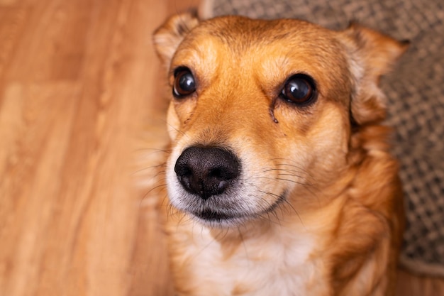 Perrito jengibre mirando hacia el suelo de madera