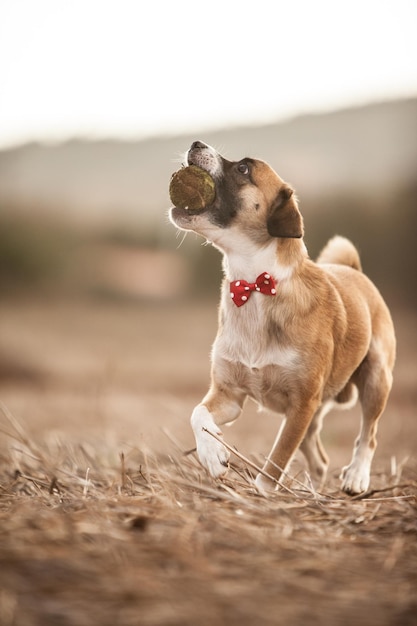 Foto perrito jugando