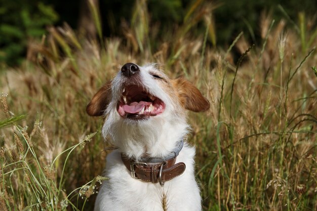 PERRITO K RUSSELL PERRO CAMINANDO Y JUGANDO EN UN CAMPO DE SPIKE O SEMILLAS DE HIERBA PELIGROSAS EN EL VERANO O LA TEMPORADA DE SALTO