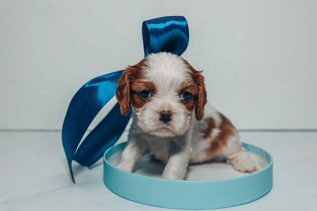 Perrito con un lazo azul oscuro en una caja redonda de color azul suave sobre un fondo blanco.