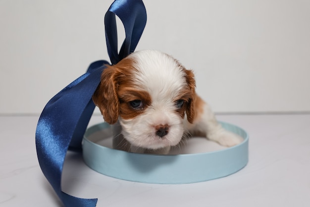 Perrito con un lazo azul oscuro en una caja redonda de color azul suave sobre un fondo blanco.