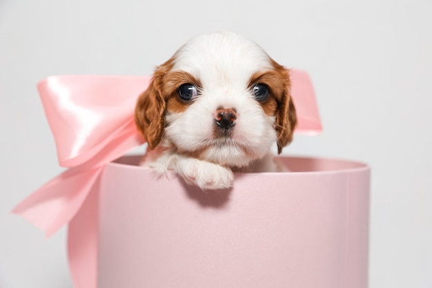 Perrito con un lazo rosa suave en una caja redonda de color rosa sobre un fondo blanco.