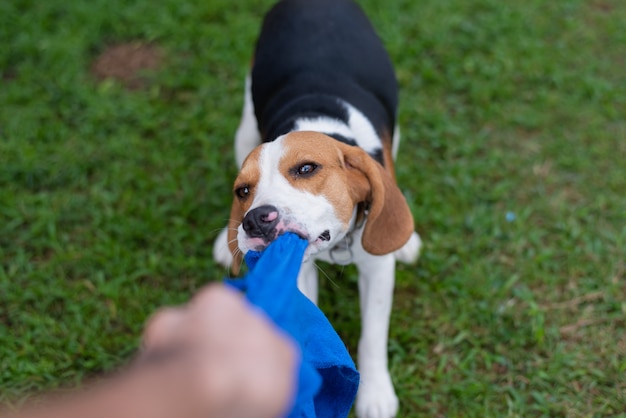 Perrito lindo beagle jugando con toalla