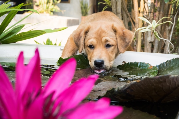 Perrito lindo bebe el agua en el estanque, Y el loto rosado hermoso.