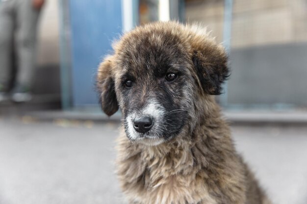 Un perrito lindo en la calle