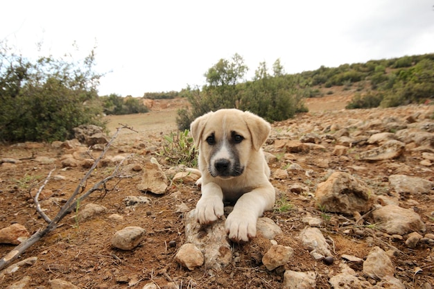 Perrito lindo y curioso