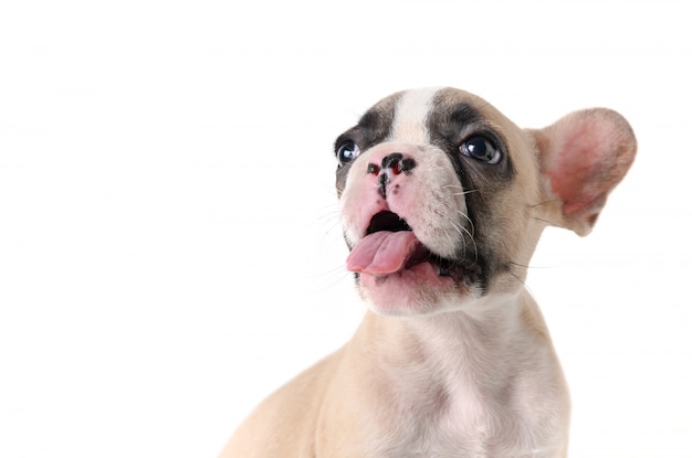 Perrito lindo del dogo francés aislado en blanco