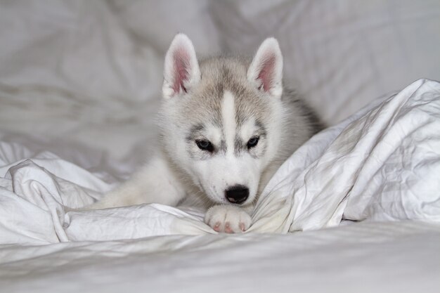 Perrito lindo del husky siberiano que se sienta en el fondo blanco. El perro está acostado en la cama. Cachorro se entrega.