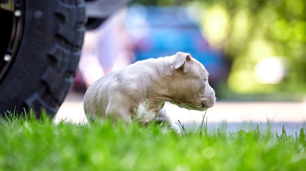 Perrito lindo que juega en la hierba en el fondo del coche. Concepto de los primeros pasos de la vida, animales, una nueva generación. Cachorro Toro Americano.