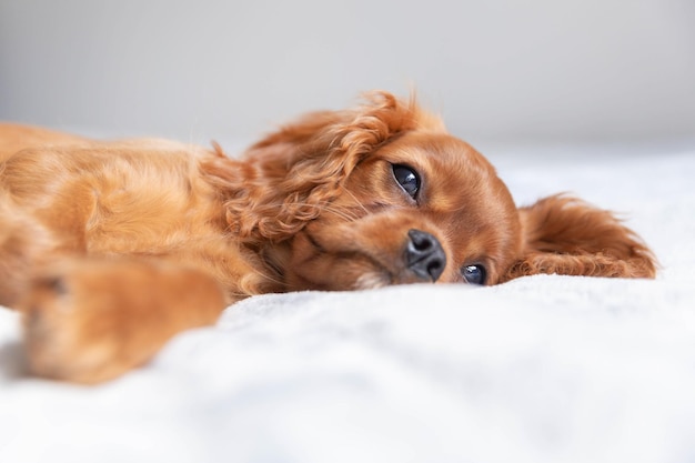 Perrito lindo que se relaja debajo de la manta suave