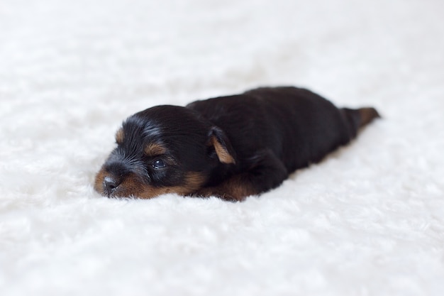 Perrito lindo de Yorkshire Terrier