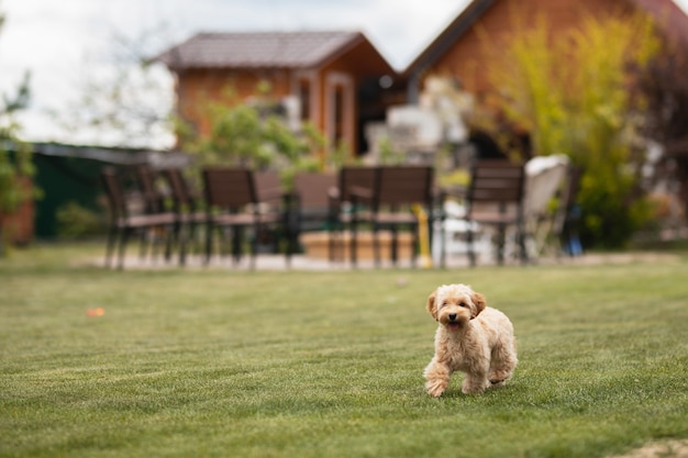 Perrito maltipu camina sobre la hierba verde en el jardín de una casa