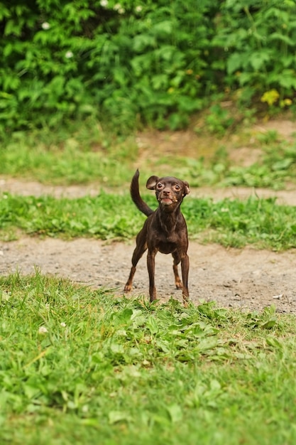 Perrito marrón adorable del juguete ruso que presenta en hierba en verano