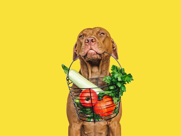 Perrito marrón y pequeña cesta de verduras frescas
