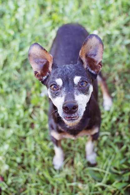 PERRITO MAYOR PINSCHER PERRO