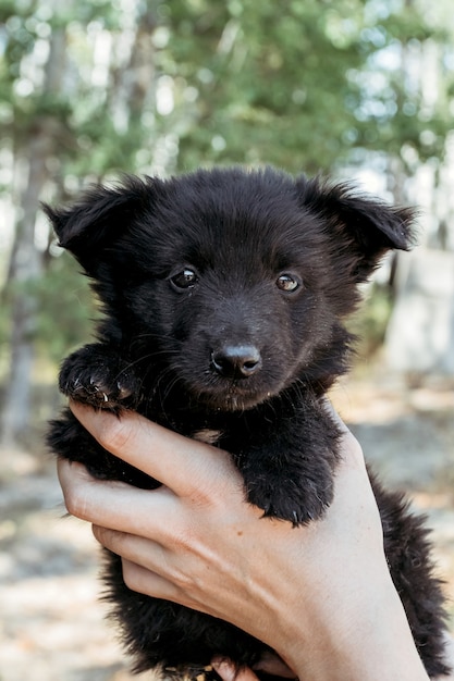 Foto perrito negro en manos de niña.