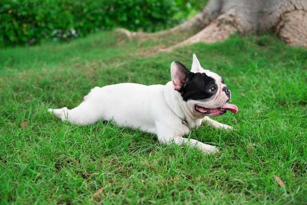 Perrito de ocio