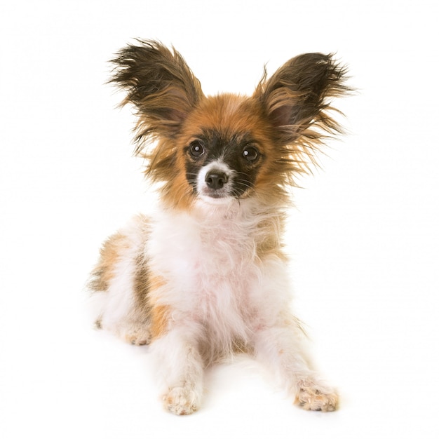 perrito papillon perro en estudio