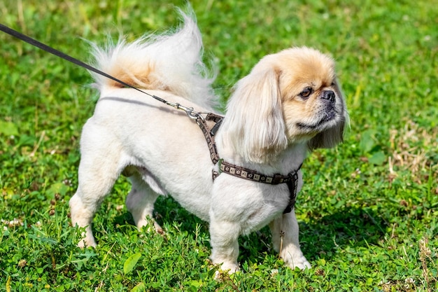 Perrito pequinés blanco con correa en el parque durante un paseo