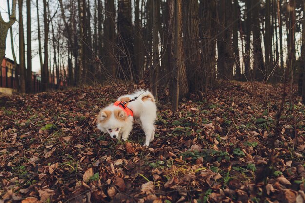 Perrito, perro pequeño con collar y correa