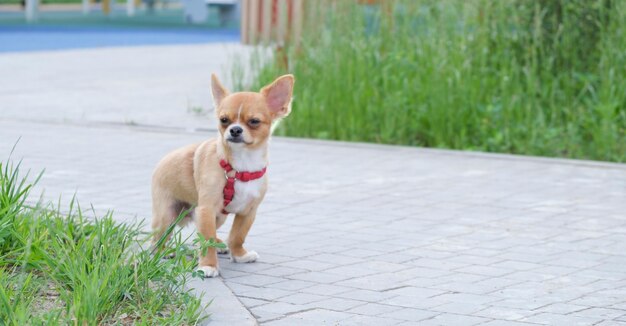 Perrito pomerania de color marrón con cara de sonrisa feliz de pie en el suelo