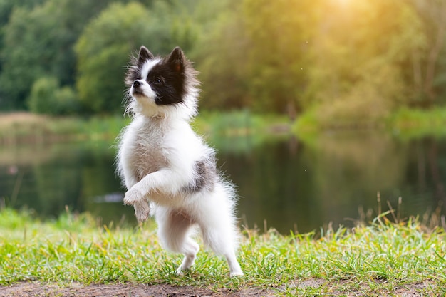 Perrito Pomerania en la naturaleza