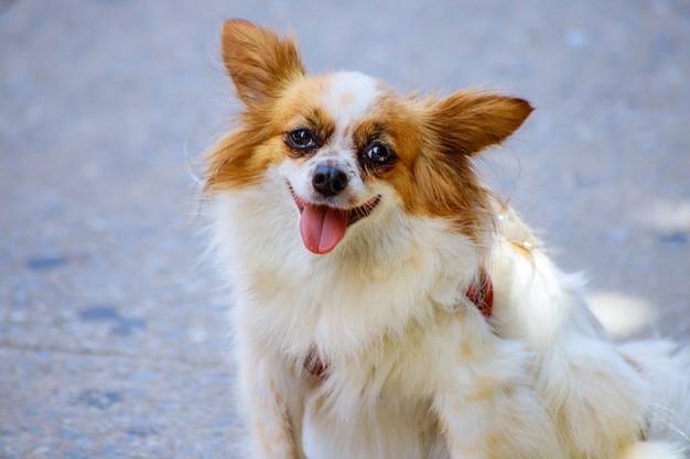 El perrito de Pomeranian se está sentando cerca de un arbusto verde floreciente.