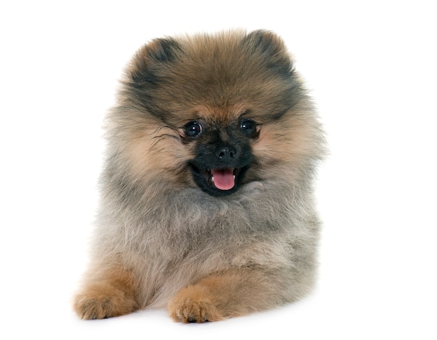 perrito pomeranian spitz