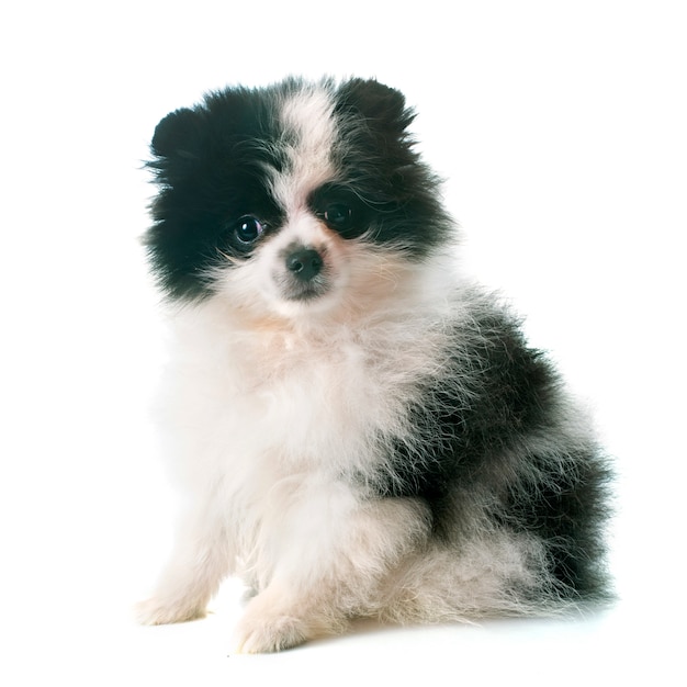 perrito pomeranian spitz