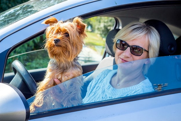 Perrito de raza Yorkshire Terrier con su amante en la ventanilla del coche