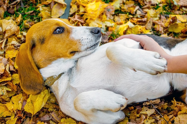 El perrito de las razas de un sabueso estonio acostado sobre un otoño hojas y la mano de los niños acaricia su