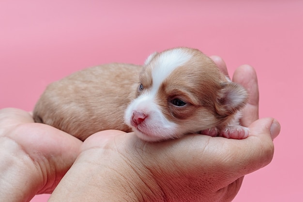Perrito recién nacido Chihuahua duerme en la mano del hombre