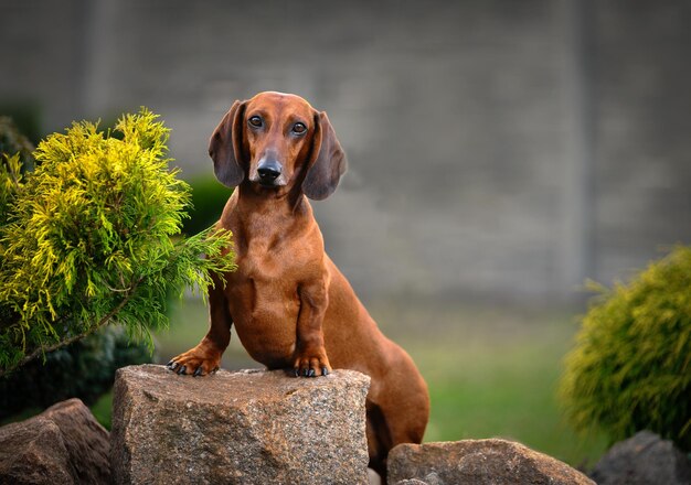 Foto el perrito rojo está de pie en una piedra en el parque