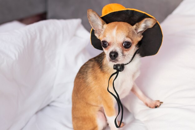 Perrito en ropa de cama blanca sentado en un sombrero para Halloween