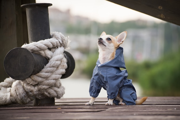 Perrito en ropa para pasear