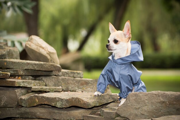 Perrito en ropa para pasear