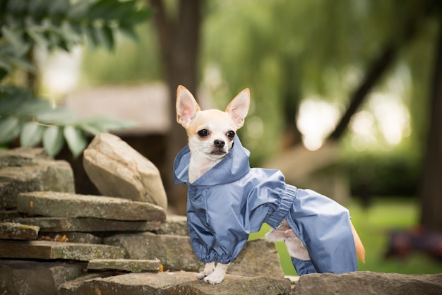 Perrito en ropa para pasear.