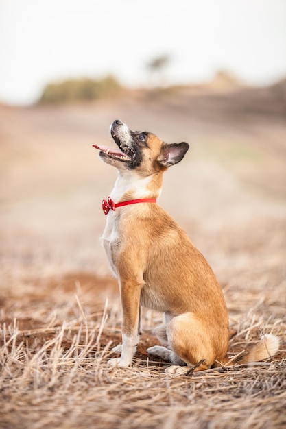 Foto perrito sentado