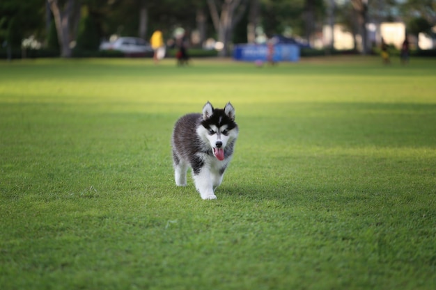 Perrito siberiano en césped verde.