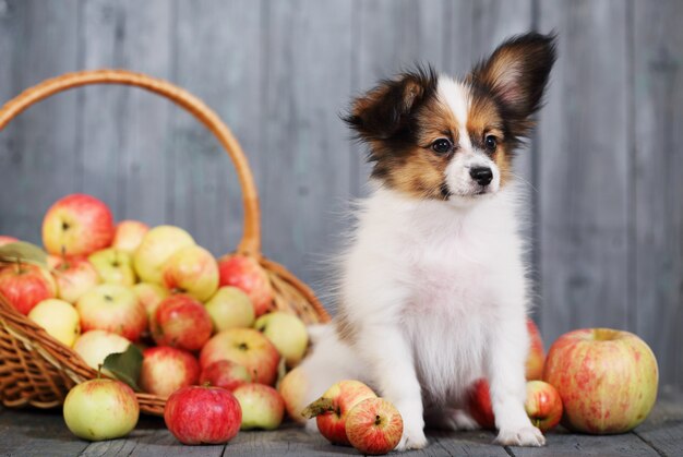 Perrito se sienta cerca de la canasta