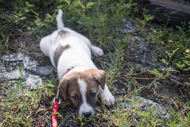 Perrito tailandés duerme en la hierba